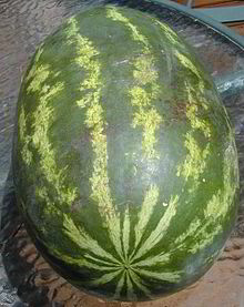 lubenica